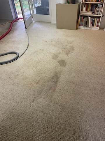 Light-colored carpet with several dark stains and marks, a vacuum hose on the left, a bookcase and storage cabinet in the background—perfect for a before and after carpet cleaning transformation. An open door leads outside.
