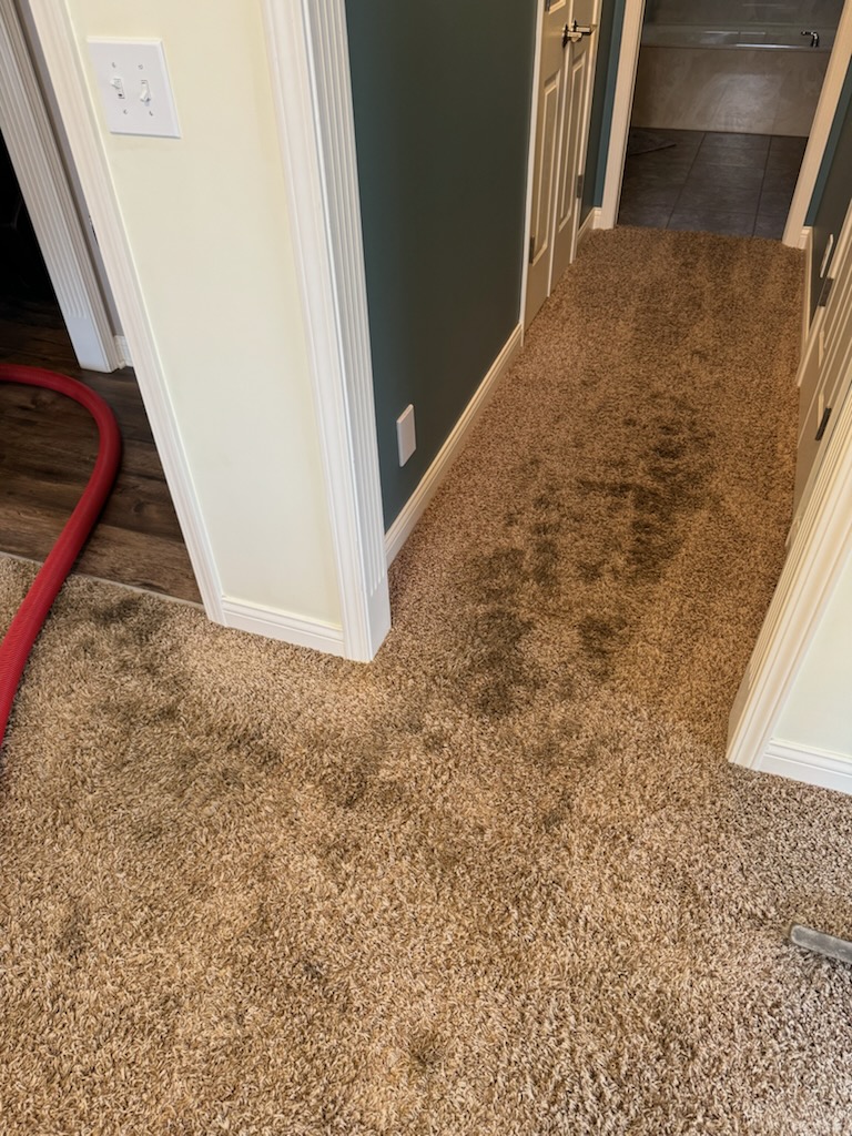 Dirty brown carpets with stains on them, in need of a cleaning service.