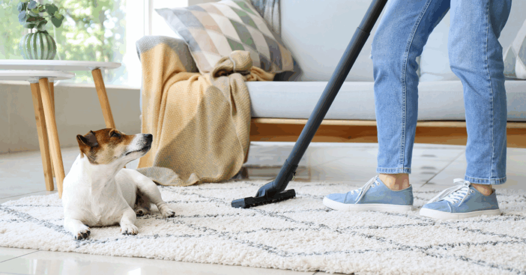 A person vacuuming a white patterned rug while a small dog lies on it, looking up—one of the signs that your home needs carpet cleaning. A cozy couch with pillows and a blanket is seen in the background.